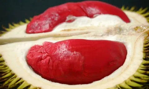 Sầu riêng ruột đỏ về Việt Nam đội giá 17 lần