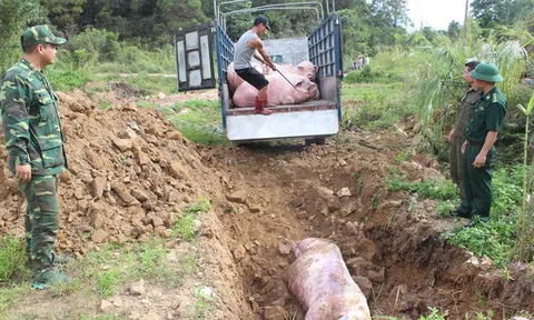 Giá lợn hơi `chọc thủng` ngưỡng 51.000đ/kg, lợn Trung Quốc `tràn` vào Việt Nam