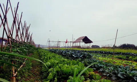 Đầu tuần trồng rau `ảo`, cuối tuần thu rau thật