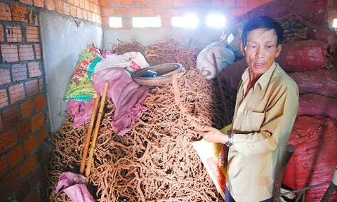 Kỳ lạ thương lái lén lút thu mua rễ tiêu bị bệnh với giá cao
