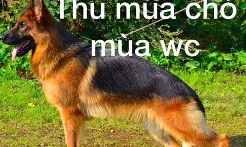 \'Lão Hạc\' mùa World Cup: Hết tiền đến chó cũng bán!