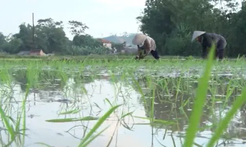 Mẹo tránh nắng nóng của nông dân Bắc Giang