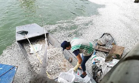 25 tấn cá chết ở Hồ Tây, cơ quan chức năng Hà Nội nói gì?
