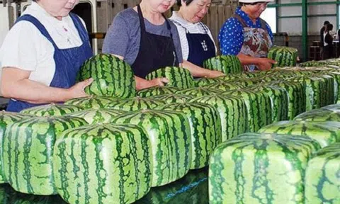 Dưa hấu vuông kỳ lạ xuất hiện ở Hà Nội: Giá chát 4,5 triệu/quả