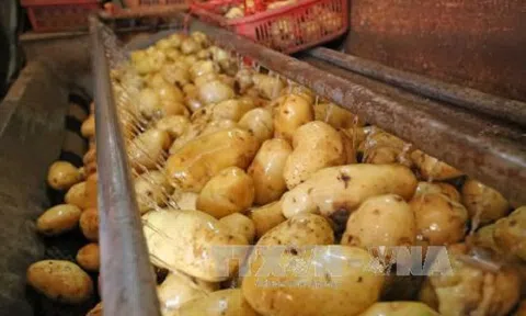 60% khoai tây chế biến tại Việt Nam phải nhập khẩu