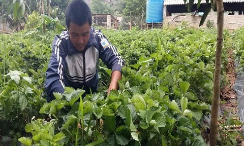 Lên núi trồng 7.000 cây dâu tây, bỏ túi trên trăm triệu đồng