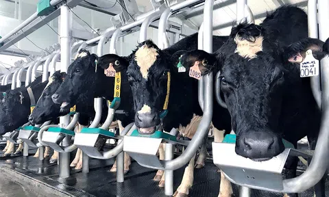 Vinamilk tiên phong sản xuất sữa A2 tại Việt Nam