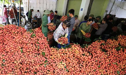 Bắc Giang kết thúc vụ vải thiều, thu về gần 6.000 tỷ đồng