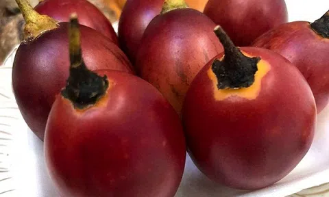 Cà chua lạ 300 ngàn/kg: Chua như chanh leo, thơm mùi dứa