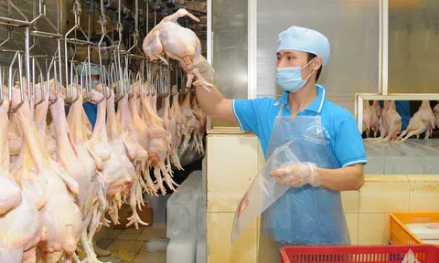 Doanh nghiệp xếp hàng chờ... xuất khẩu thịt gà