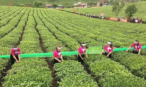 Tận hưởng không gian xanh mát vô tận ở cao nguyên Mộc Châu