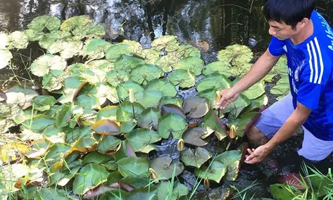 Trồng hoa trên bùn, chàng nông dân 8x thu hàng trăm triệu đồng mỗi năm