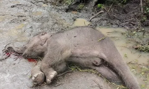 Voi rừng chết trong Vườn Quốc gia Yok Đôn