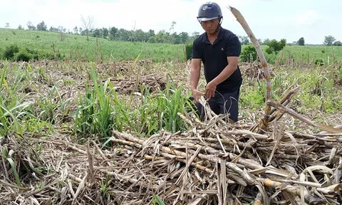 Đắk Lắk: Nhà máy “thất hứa”, nông dân khóc ròng nhìn mía khô héo