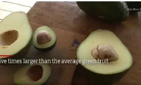 Cận cảnh loại bơ `khổng lồ`, giá gần 200 nghìn đồng/quả