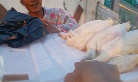 “Giải mã” gà không đầu siêu rẻ tại Việt Nam