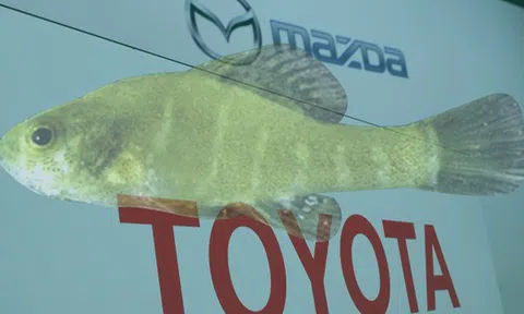 Một mình loài cá tí hon này đang đe dọa nhà máy tiền tỉ của Toyota-Mazda
