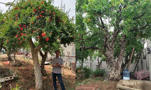 Cặp lựu cổ 200 năm giá 6 tỷ: Đại gia quyết không bán cho Trung Quốc