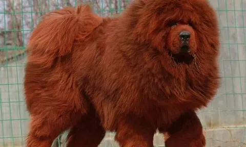 Hà Nội: Chó ngao Tây Tạng 40kg cắn chết bé gái 8 tháng tuổi