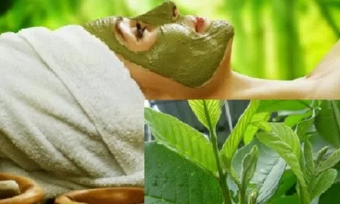 6 công thức trị mụn, trắng da bằng lá ổi, đảm bảo bạn hài lòng