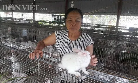 Làm giàu ở nông thôn: Nuôi 600 con thỏ, bỏ túi đều 10 triệu đồng/tháng