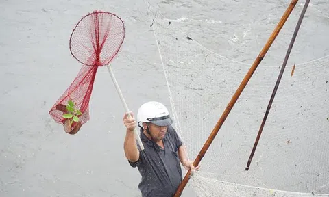 Người dân Hà Nội đổ xô ra sông bắt cá sau cơn mưa