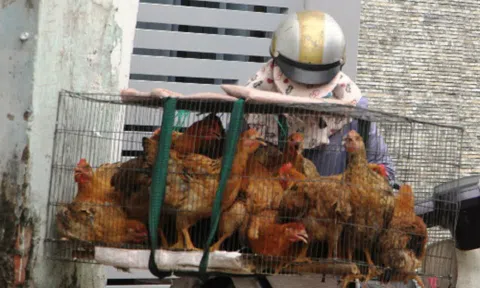 Rộ rao bán gà sống tận nhà