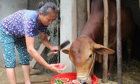 Dưa hấu thối rữa sau mưa lũ, nông dân đành cho bò ăn