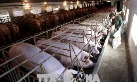 Trồng rau hữu cơ, cây đặc sản cho thu nhập từ 200 triệu - 3 tỷ đồng/ha/năm