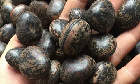 Đậu Lào 6 triệu/kg: Tin lời \'thần dược\', lùng mua từng hạt