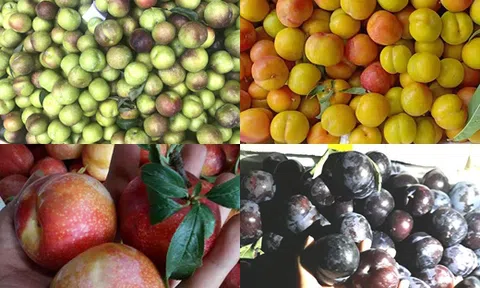 Việt Nam hết mùa, 4 loại mận Tàu đang áp đảo toàn chợ