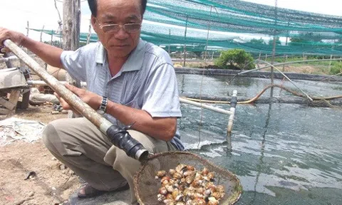 Nuôi loài “ốc phá sản”, lão nông thu tiền tỷ mỗi năm