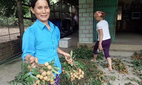 Ghép nhãn chín sớm với giống địa phương, bán 7 tạ đã thu 21 triệu