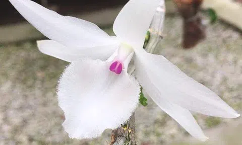 Huế: Giò phong lan cực hiếm được trả giá lên tới 1,1 tỷ đồng