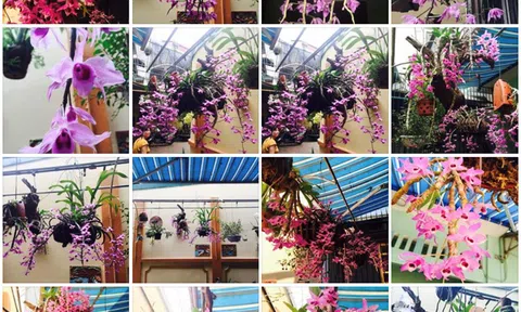 Thân nhân phi công Su-22: Về đi Trí ơi, hoa lan nở rồi