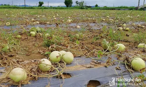 Nghệ An: Xót xa nhìn dưa lê “phơi” trắng đồng sau bão số 3
