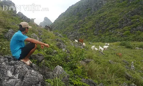 Thanh Hóa : 9X kiếm hàng trăm triệu/năm nhờ thả dê hoang dã