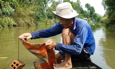Tuyệt chiêu bắt ốc đắng kiếm tiền triệu mỗi ngày của lão nông miền Tây