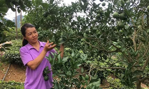 Vườn cam Vinh 2.000 gốc trên đất dốc, trái trĩu cành, lãi 300 triệu/năm