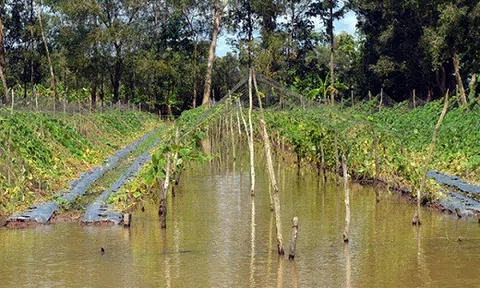 Hơn 100.000ha lúa, hoa màu ở miền Bắc bị nhấn chìm vì mưa lũ