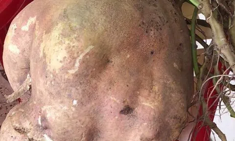 Củ khoai lang “khủng” nặng gần 9kg ở Vĩnh Long