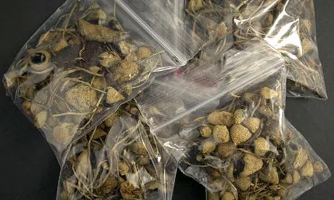 “Nấm thần”, loại ma túy cực độc xuất hiện tại Việt Nam