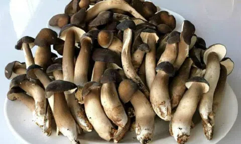 Nấm mối đắt khách ở TPHCM