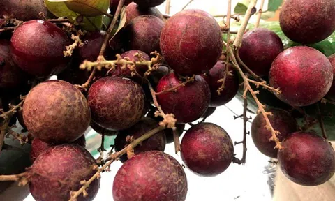 Loại quả duy nhất của Việt Nam khiến Thái Lan lùng mua từng cây