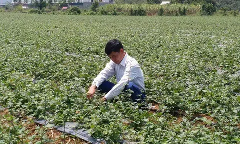 Không làm thầy giáo, về quê trồng cây dại kiếm tiền tỷ mỗi năm