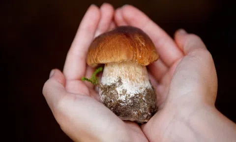 Mách chị em cách giúp làn da trắng hồng không tỳ vết nhờ công dụng của nấm