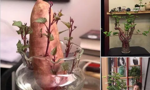 Bonsai khoai lang `tưởng không sốt mà sốt không tưởng`