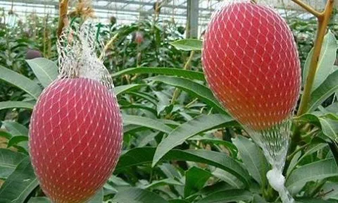 `Choáng váng` với loại xoài có giá 2,5 triệu đồng 1 quả bán ở Hà Nội