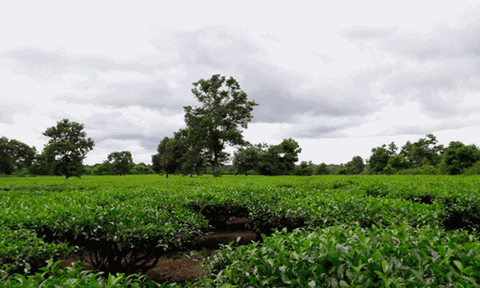 Tối đi nhậu với bạn, sáng ra thấy tử vong trên đồi chè