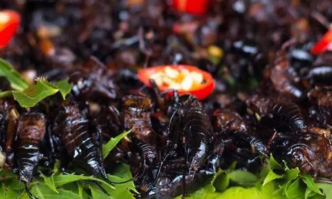 Dế xào sả ớt - món ăn níu chân du khách ở Lâm Đồng